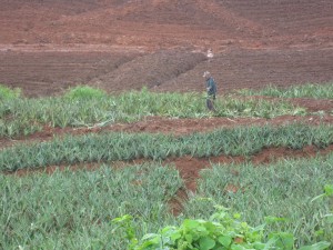 planting